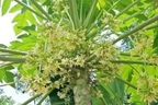 Loài hoa vị đắng từng bị bỏ đi nay thành đặc sản tốt cho sức khỏe