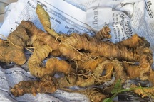 Lừa bán sâm Ngọc Linh giả từ tam thất