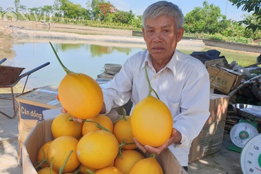 U70 trồng dưa vàng công nghệ cao, ngay vụ đầu đã bỏ túi gần 50 triệu