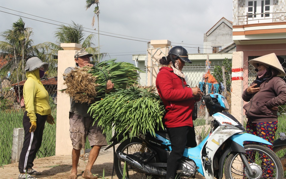 Phú Yên: Giá hoa lay ơn “rẻ bèo” khiến nông dân lo lắng ngày giáp Tết - 8 Phú Yên: Giá hoa lay ơn “rẻ bèo” khiến nông dân lo lắng ngày giáp Tết - 8