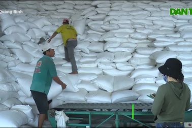 Phân bổ gần 900 tấn gạo hỗ trợ cho nhân dân thời điểm giáp hạt