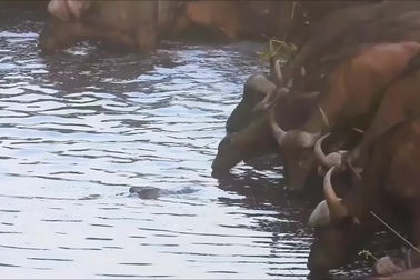 Trâu rừng suýt chết bởi hàm cá sấu khi đang uống nước