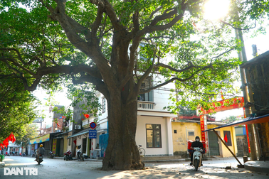 Lạ lùng 2 cây vông cổ thụ nằm giữa ngã tư đường, không ai dám chặt phá