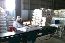 Gạo Việt tắc đầu ra vì phụ thuộc Trung Quốc