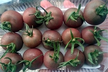 Ăn cà chua lạ, đắt gấp 10 vẫn tranh nhau mua