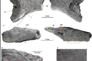 Phát hiện hài cốt 40 triệu năm tuổi của ếch ở Nam Cực