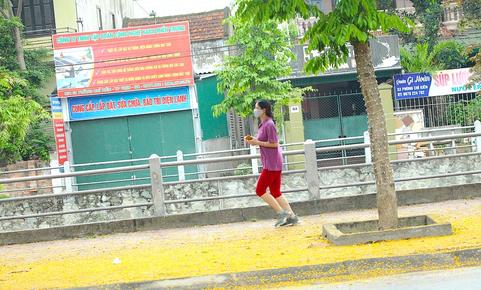 Mùa hoa Giáng Hương rực rỡ thành Vinh - 24 Mùa hoa Giáng Hương rực rỡ thành Vinh - 24