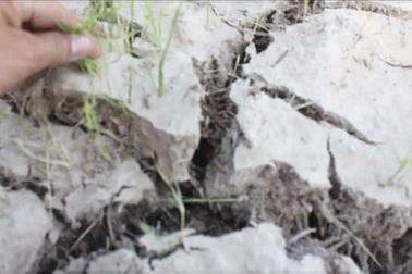 Đất nứt nẻ, lúa chết khô ngoài đồng