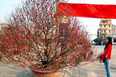 Nhà giàu Hà Thành chơi đào