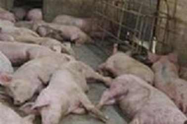 Thanh Hoá: Dịch "tai xanh" hoành hành