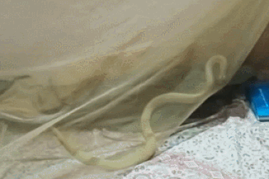 Hình ảnh động vật nổi bật: Rắn hổ mang bò lên giường lúc nửa đêm