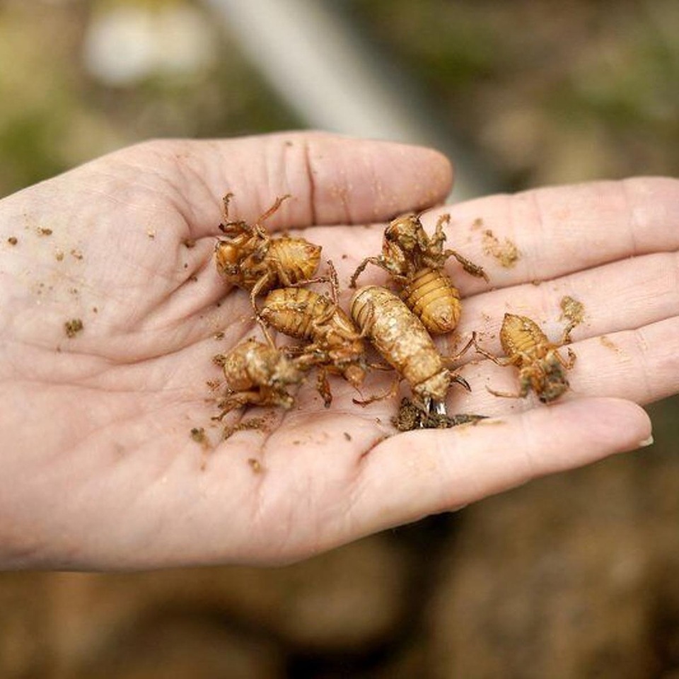 Hàng nghìn tỷ con ve sầu sắp trồi lên ở Mỹ sau 17 năm trú ngụ dưới đất - 3