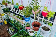 Những khu vườn ban công "nhỏ mà có võ", tràn ngập rau trái sum suê