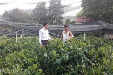 Thái Nguyên: Mang rau dại từ rừng về vườn, bán dễ, kiếm bộn tiền