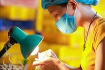 Nghề độc, lạ soi giới tính gà kiếm tiền triệu mỗi ngày