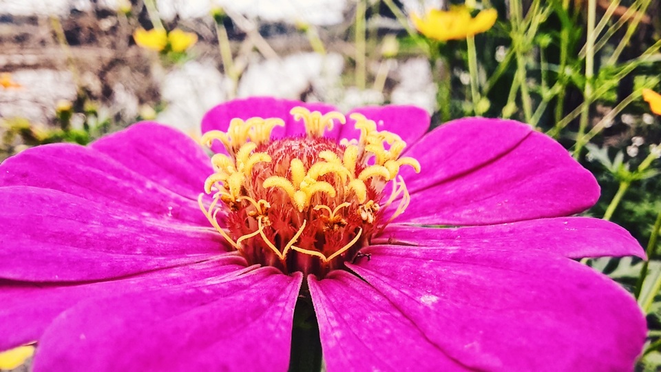 Thiên nhiên đẹp độc lạ qua góc nhìn của camera macro - 1 Thiên nhiên đẹp độc lạ qua góc nhìn của camera macro - 1
