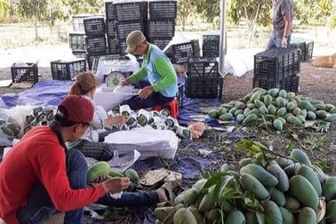 Đến lượt xoài rớt giá vì ảnh hưởng từ dịch covid- 19