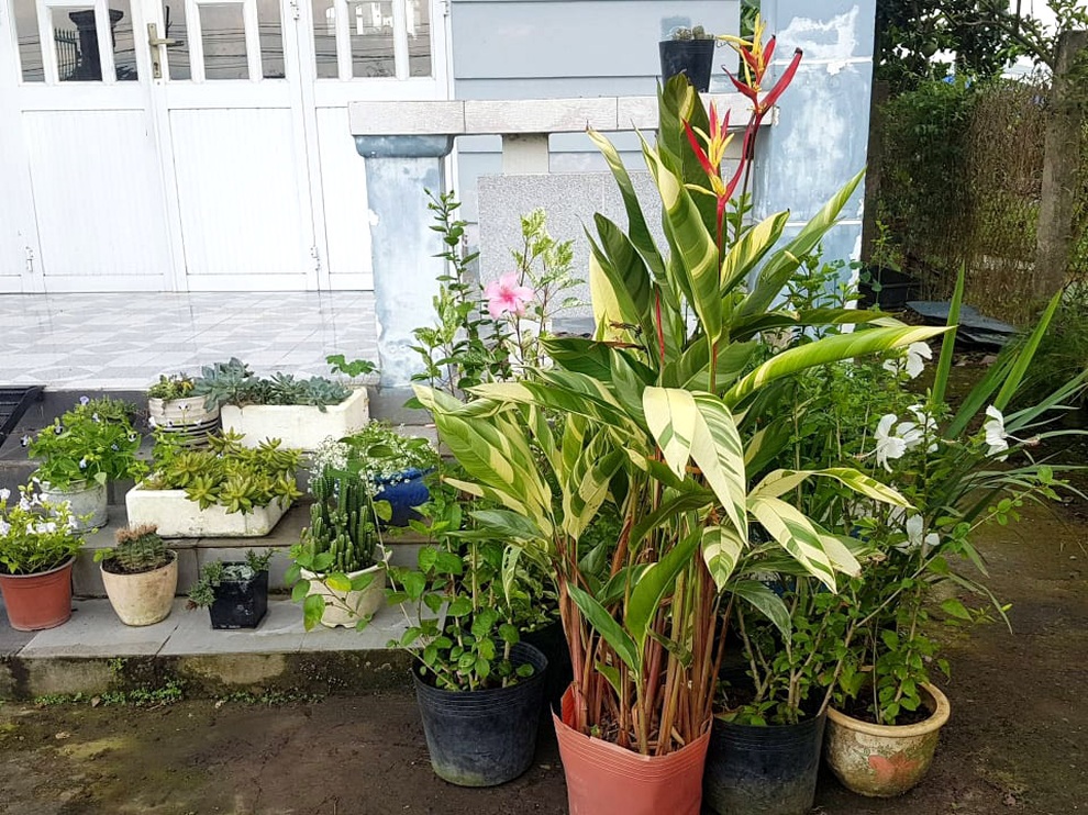 Vườn quê tràn ngập hoa và rau trái sạch của mẹ đảm ở Long An - 4 Vườn quê tràn ngập hoa và rau trái sạch của mẹ đảm ở Long An - 4