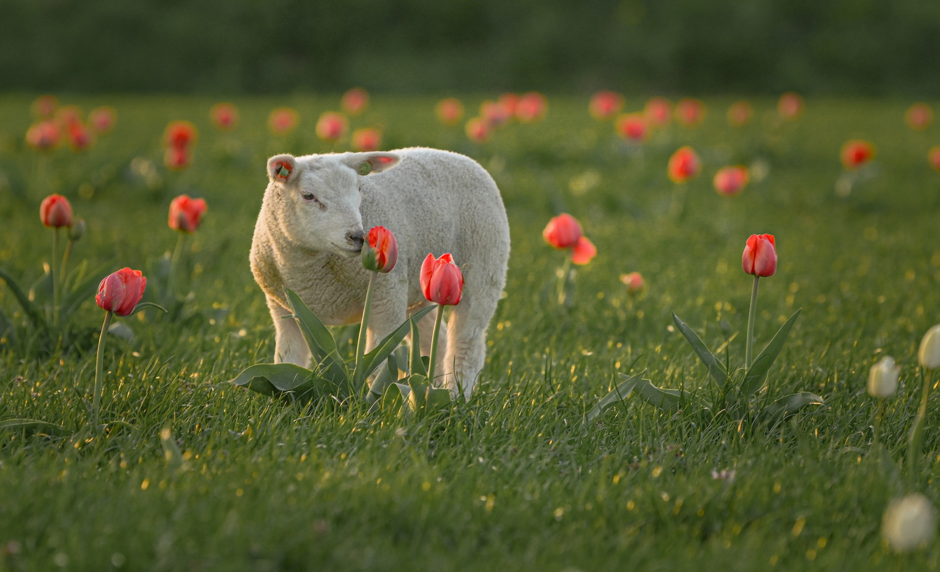 Mãn nhãn cánh đồng hoa tulip đẹp như cổ tích ở ngôi làng cổ 400 tuổi - 13 Mãn nhãn cánh đồng hoa tulip đẹp như cổ tích ở ngôi làng cổ 400 tuổi - 13