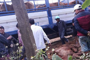 Truy tìm xe tải chở bò chết đi bán