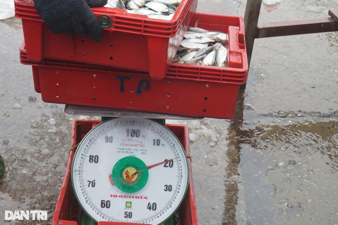 Đội mưa rét kiếm ngày triệu bạc, thợ bốc xếp ở cảng cá mơ Tết ấm - 8 Đội mưa rét kiếm ngày triệu bạc, thợ bốc xếp ở cảng cá mơ Tết ấm - 8