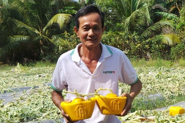 Nông dân trồng dưa hấu thỏi vàng, bưởi hồ lô… thấp thỏm chờ Tết