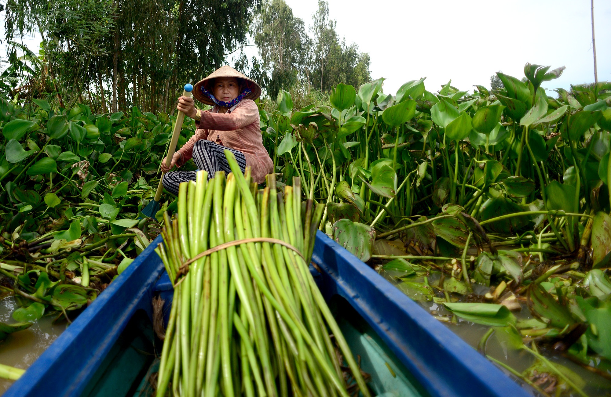 Long An: Kiếm thêm bạc triệu nhờ cắt lục bình - 3 Long An: Kiếm thêm bạc triệu nhờ cắt lục bình - 3