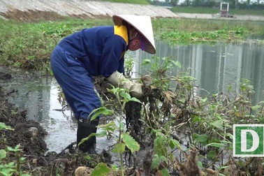 Hà Nội khẩn trương dọn lòng hồ ô nhiễm trong công viên nghìn tỷ