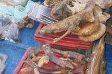 Quý bà xuất ngoại săn xuân dược