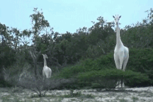 Hươu cao cổ trắng cực hiếm bị giết bởi nạn săn trộm ở Kenya