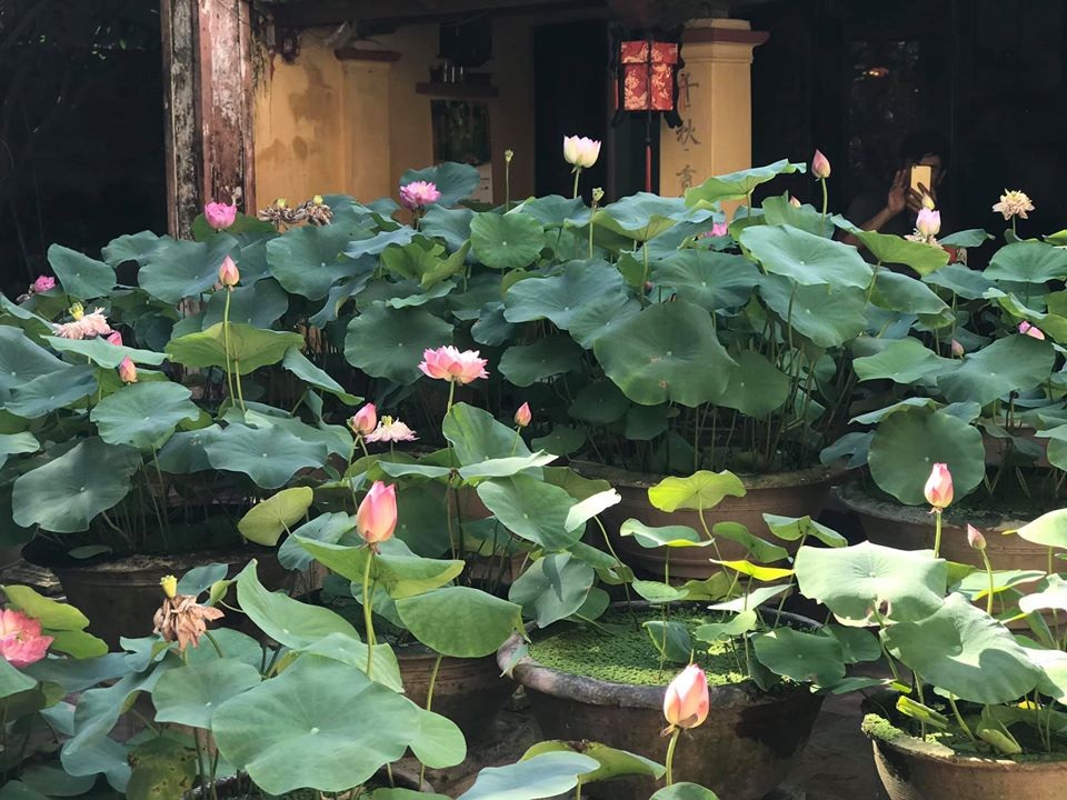 Nhà gỗ cổ “độc nhất” Bắc Bộ, bao quanh sân là vườn sen thơm ngát - 10 Nhà gỗ cổ “độc nhất” Bắc Bộ, bao quanh sân là vườn sen thơm ngát - 10