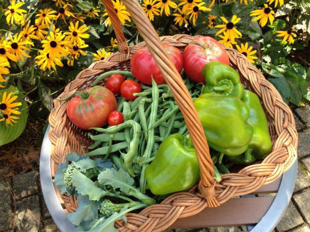 Nữ giáo viên nghỉ việc, làm vườn rau trái sạch chữa bệnh cho gia đình - 5 Nữ giáo viên nghỉ việc, làm vườn rau trái sạch chữa bệnh cho gia đình - 5