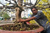 Những cây mai "khủng" giá trăm triệu còn "trơ" trên phố