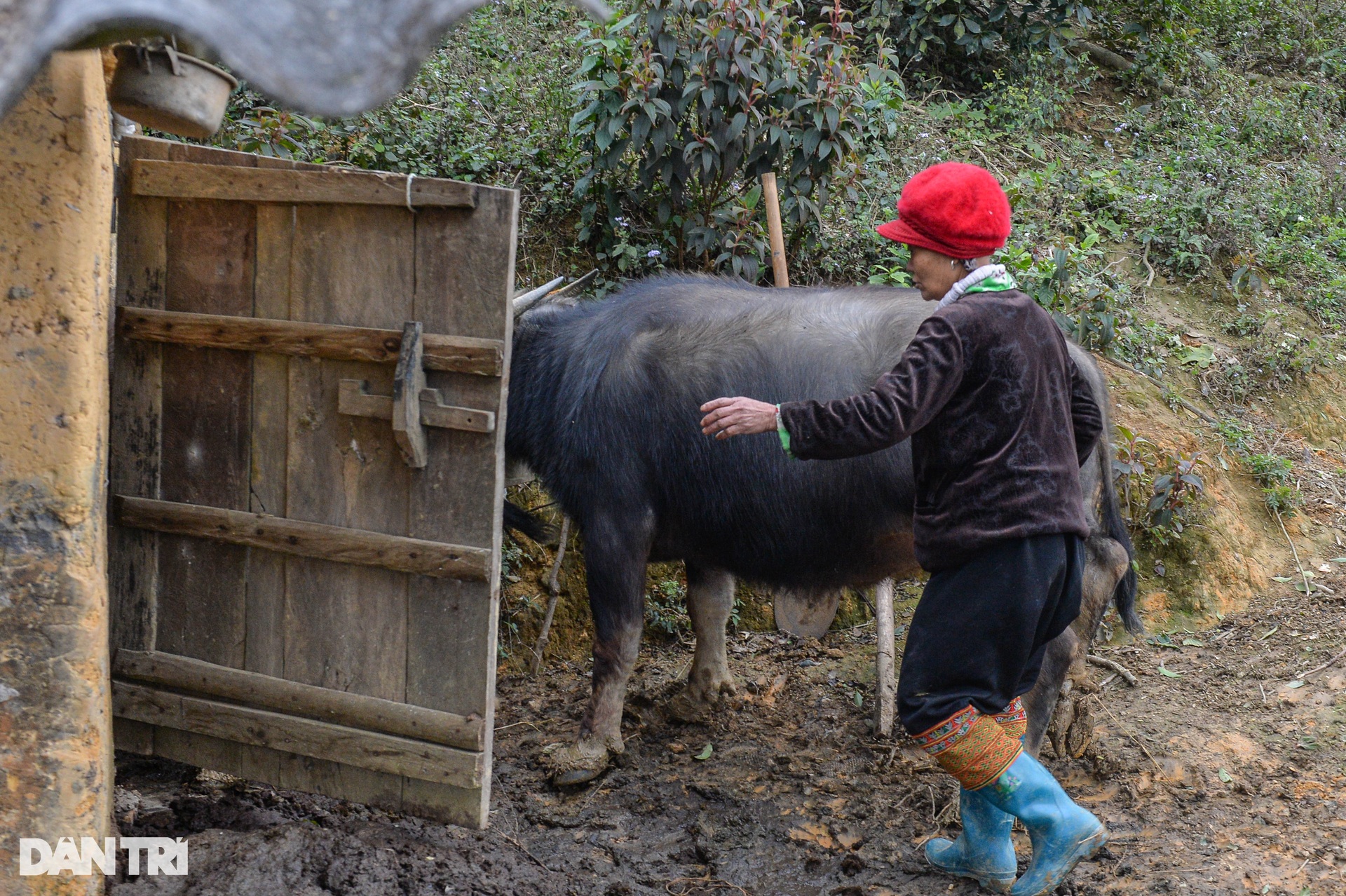 Life of people in Mau Son mountain area during bone-chilling cold days - 2