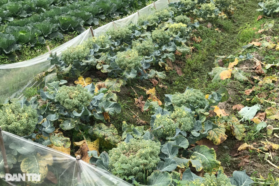 Rau củ thối rữa vứt đầy ruộng, nông dân Chí Linh nợ cả tỷ đồng tiền vay vốn - 7 Rau củ thối rữa vứt đầy ruộng, nông dân Chí Linh nợ cả tỷ đồng tiền vay vốn - 7