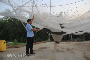 Nuôi loài ngày treo mình ngủ, tối đi săn, thu 2-3 tỷ/năm