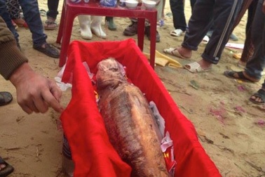 Hàng trăm người an táng cá voi chết trên bờ biển