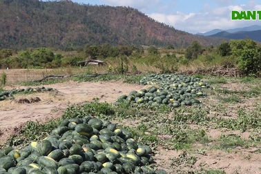 Nông dân "thấp thỏm" vì dưa hấu rớt giá, khó tiêu thụ