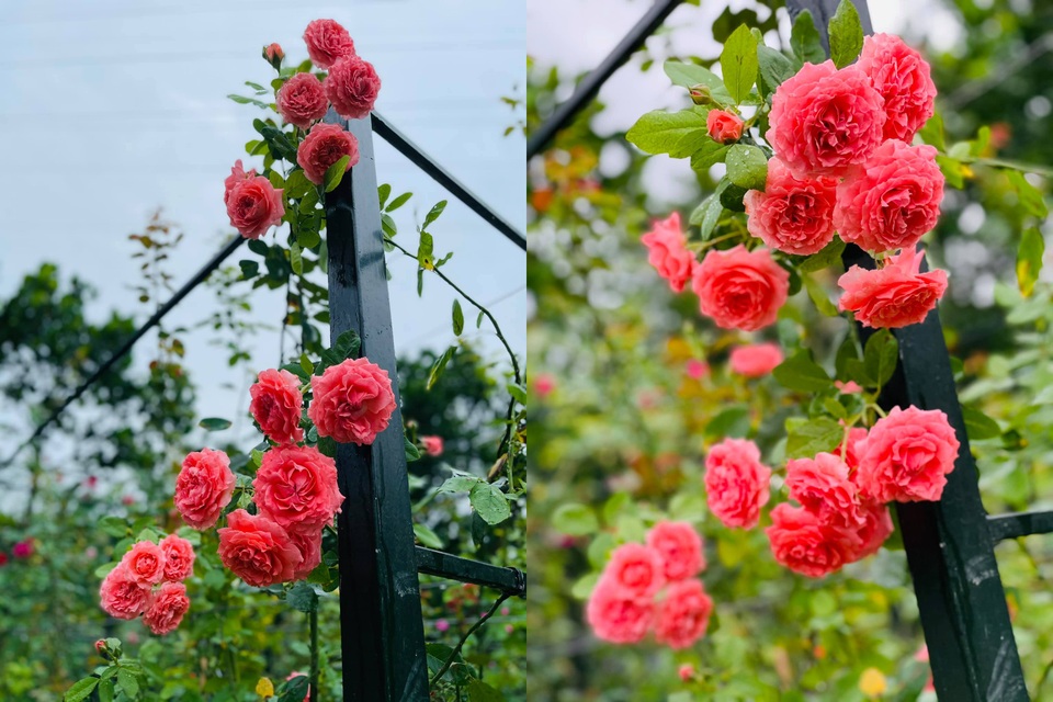 Tận dụng đất trống, mẹ đảm ở Hà Nội trồng vườn hồng ngập hương, sắc - 3