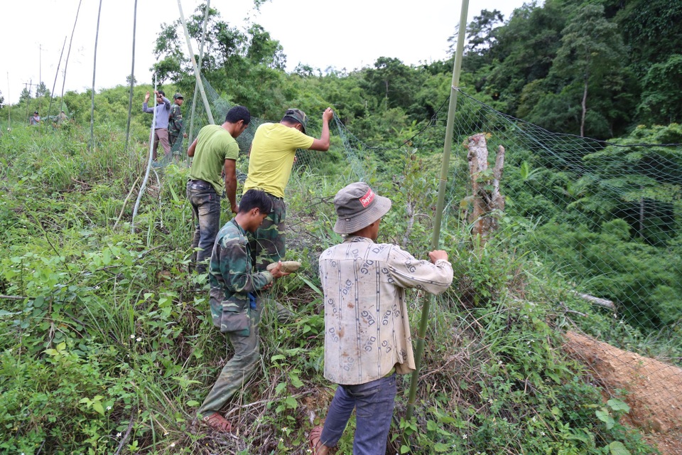 Giăng lưới cao 6m ngăn voọc xuống đường tấn công người - 1 Giăng lưới cao 6m ngăn voọc xuống đường tấn công người - 1