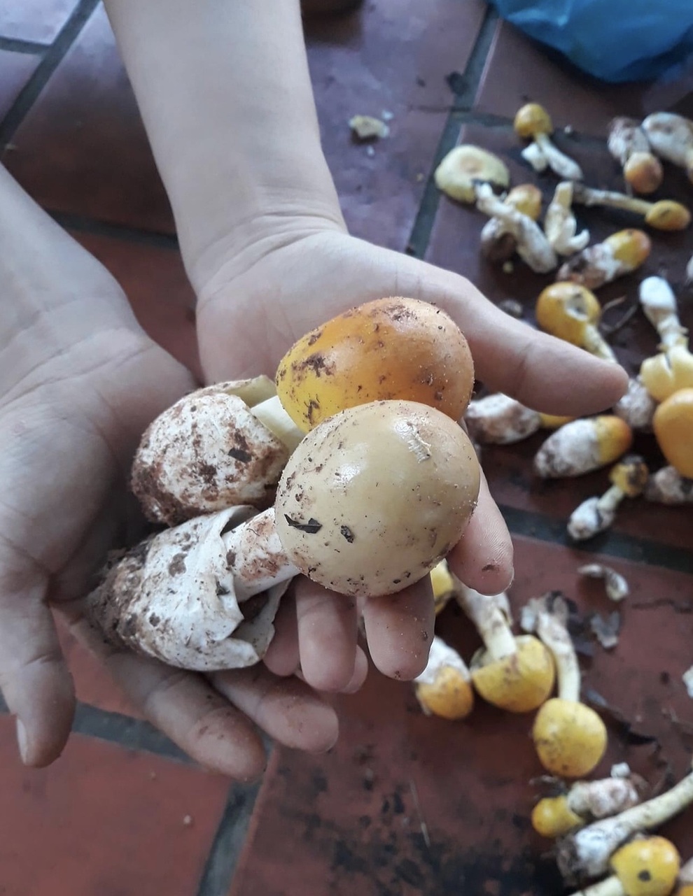 Độc đáo loại nấm trứng gà giá nửa triệu đồng mỗi kg - 3 Độc đáo loại nấm trứng gà giá nửa triệu đồng mỗi kg - 3