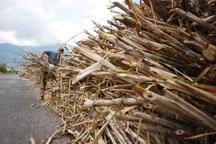 Cả ngàn tấn mía cháy khô vì chờ xe chở 