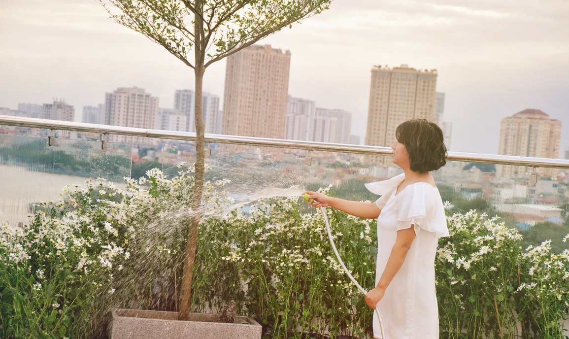 Ngắm cánh đồng cúc họa mi trên sân thượng của mẹ đảm Hà thành - 3 Ngắm cánh đồng cúc họa mi trên sân thượng của mẹ đảm Hà thành - 3