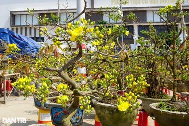 Tưởng ế, thủ phủ mai vàng miền Trung bất ngờ thu trên 112 tỷ đồng