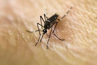 Chuẩn bị thả hàng triệu con muỗi biến đổi gen để giết đồng loại của chúng