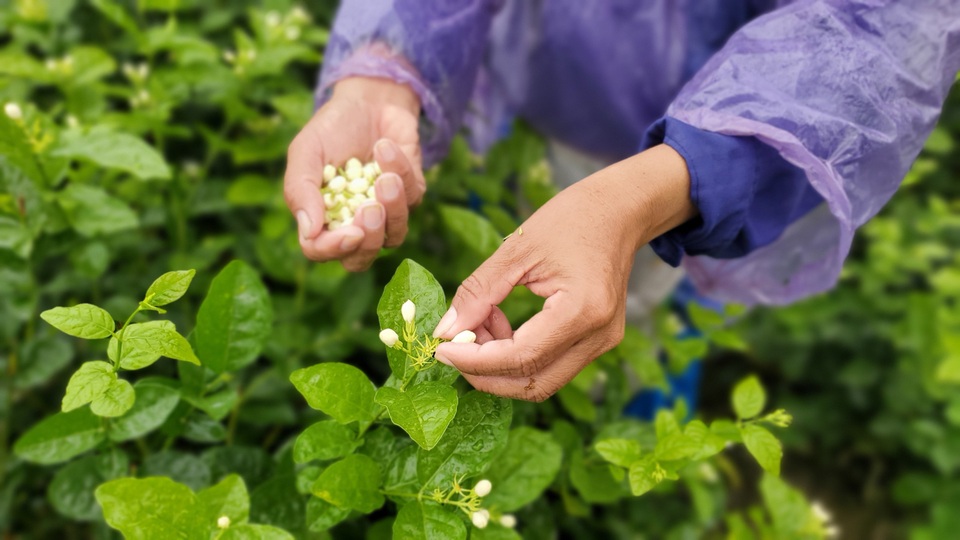 Thu hàng chục triệu đồng/vụ từ thứ hoa chẳng thơm cũng thể... - 2 Thu hàng chục triệu đồng/vụ từ thứ hoa chẳng thơm cũng thể... - 2