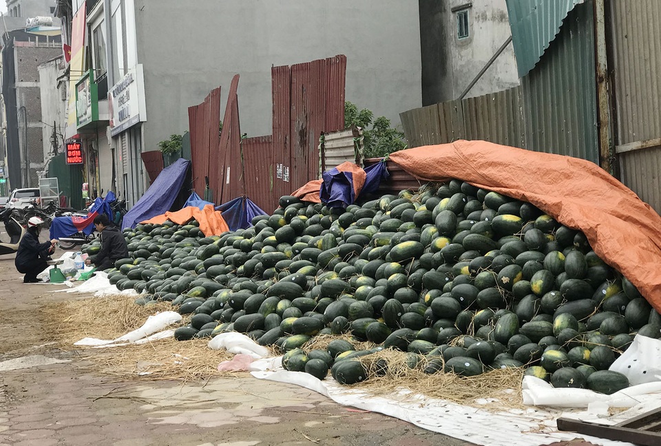 Trung Quốc đóng cửa vì dịch cúm, dưa hấu siêu rẻ, bán la liệt ở vỉa hè Hà Nội - 1 Trung Quốc đóng cửa vì dịch cúm, dưa hấu siêu rẻ, bán la liệt ở vỉa hè Hà Nội - 1