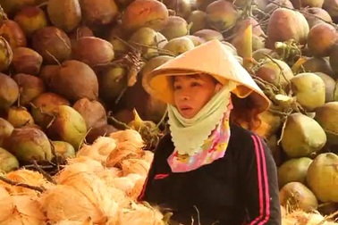 Bình Định: Hồi sinh những vườn dừa ở xứ dừa Tam Quan