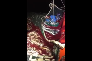 Hình ảnh ngư dân thu mẻ cá bè "siêu khủng" hơn 100 tấn