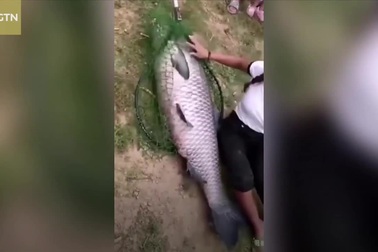 Bắt được cá trắm khổng lồ nặng hơn 50 kg to bằng người trưởng thành